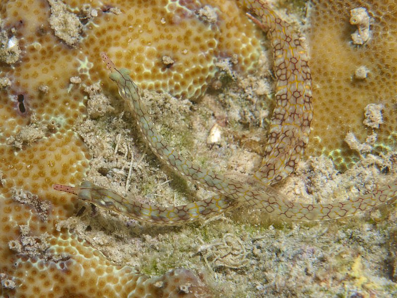 Pipefish, House Reef